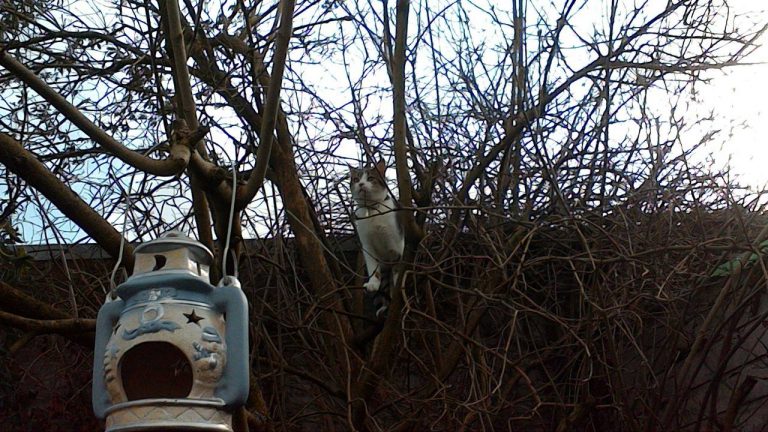 De kat uit de boom kijken - Dutchthingy