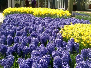 Keukenhof