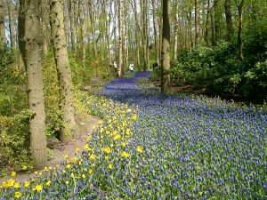 Keukenhof