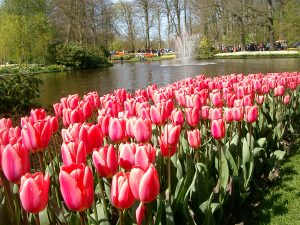 Keukenhof