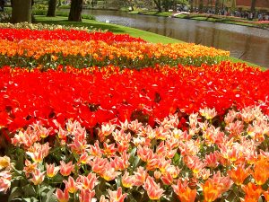 Keukenhof