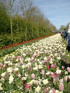 Keukenhof