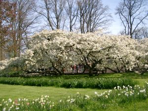 Keukenhof