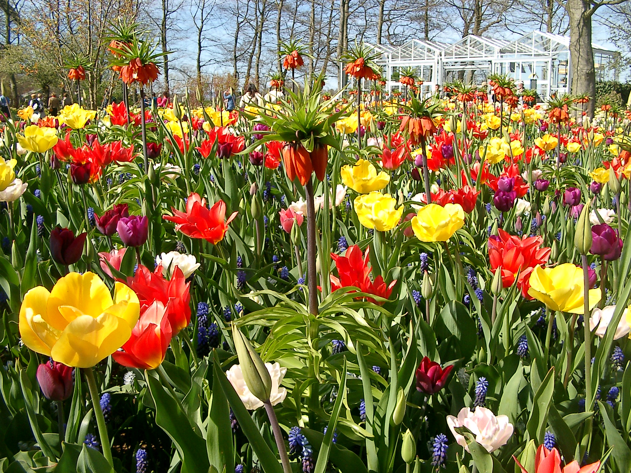 Keukenhof