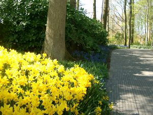 Keukenhof