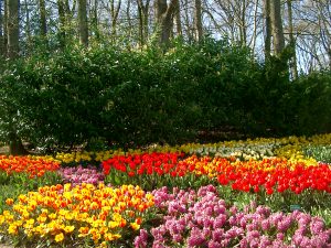 Keukenhof